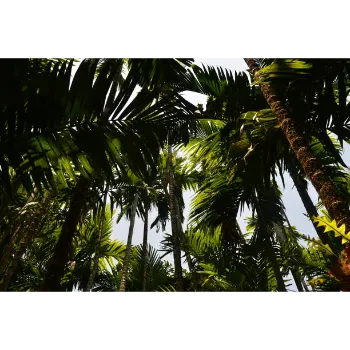 Coconut Plant